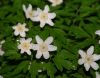 Anemone nemorosa Rosea